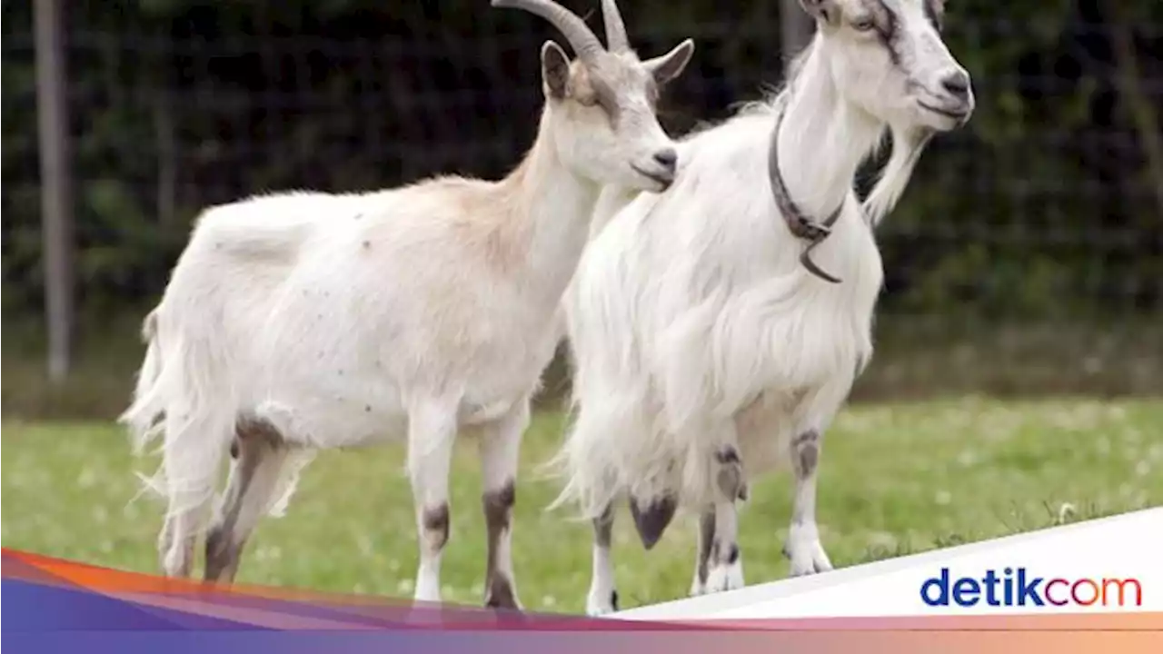 Kisah Rasulullah SAW dan Kambing Kurus Penghasil Susu Milik Ummu Ma'bad