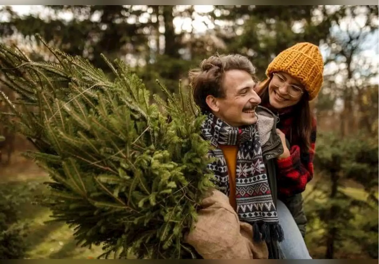 Collecte, recyclage, transplantation : que faire de son sapin après Noël et comment le recycler ?