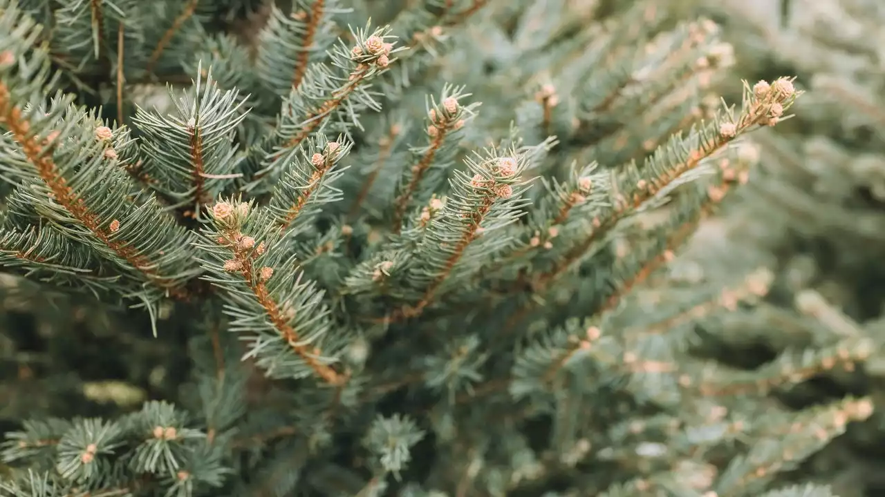 Christmas tree pickup, recycling tips for after the holidays