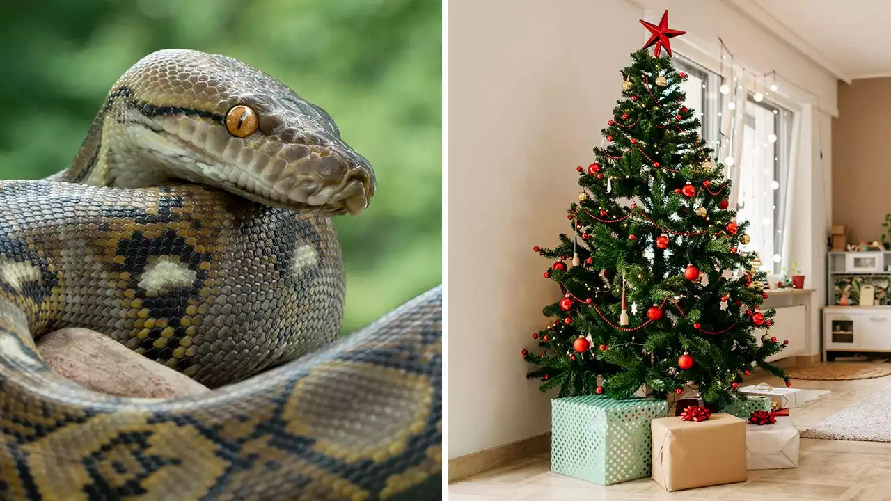 Christmas tree shockers: These creatures were hiding among their families' fir branches