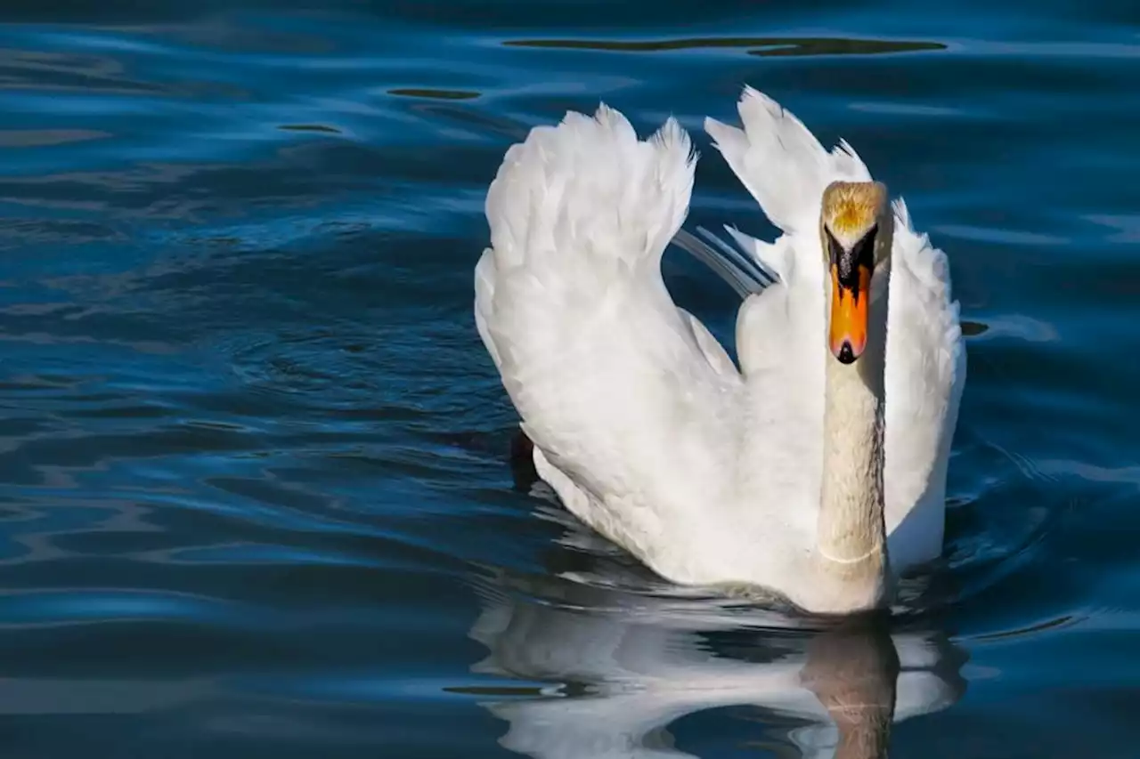 Birds die of suspected avian flu at two country parks