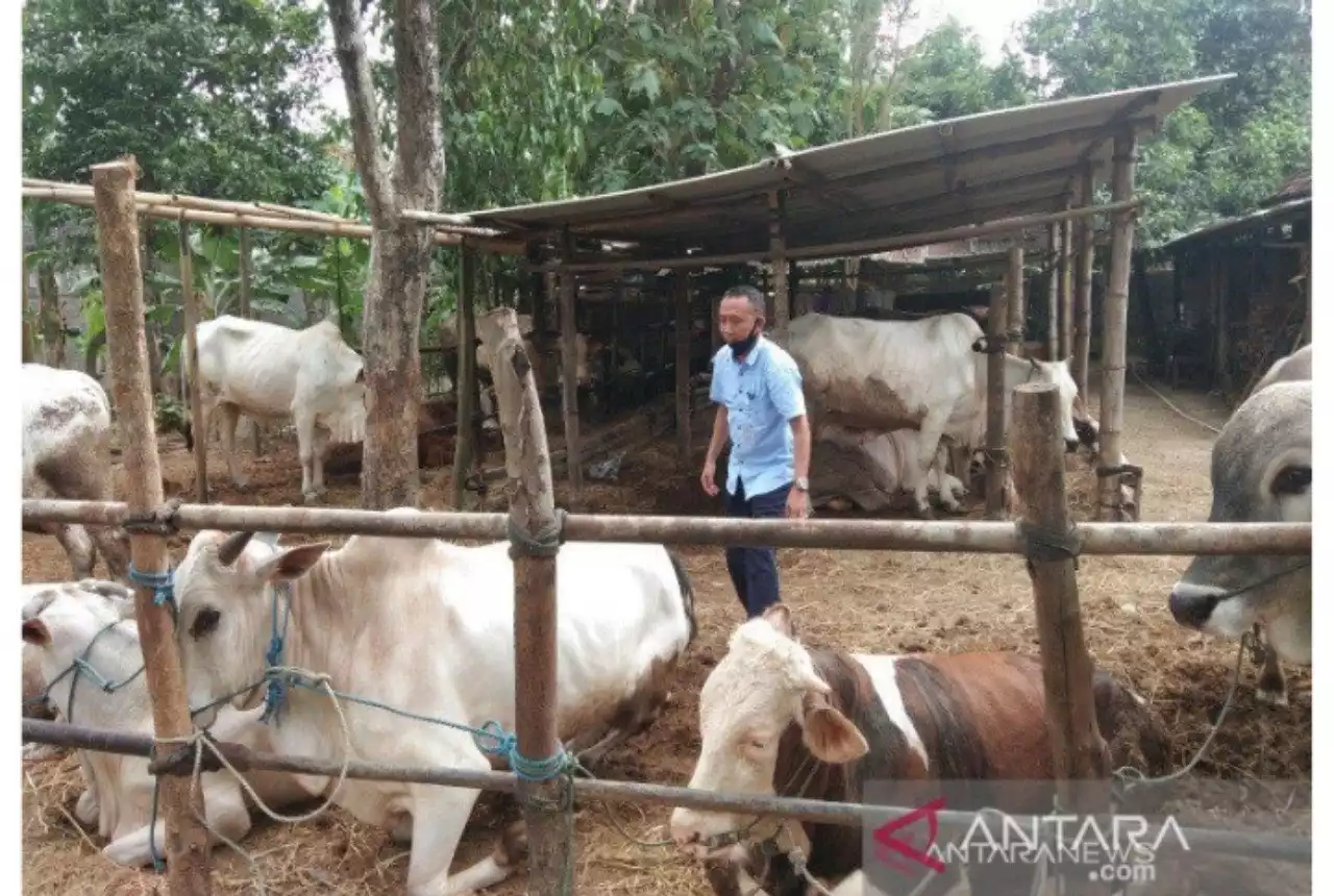 Di Sleman Muncul Sapi dengan Penyakit LSD, Apa Itu?