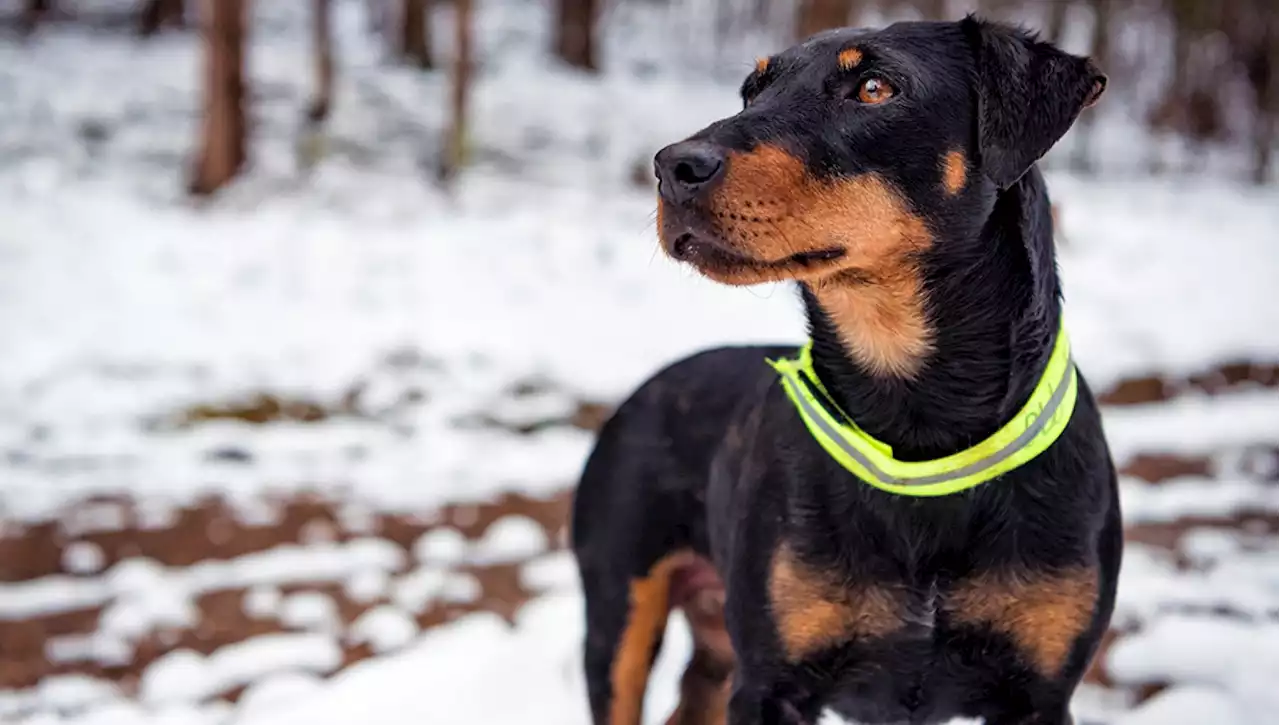 Quali sono i pericoli invernali per i cani?