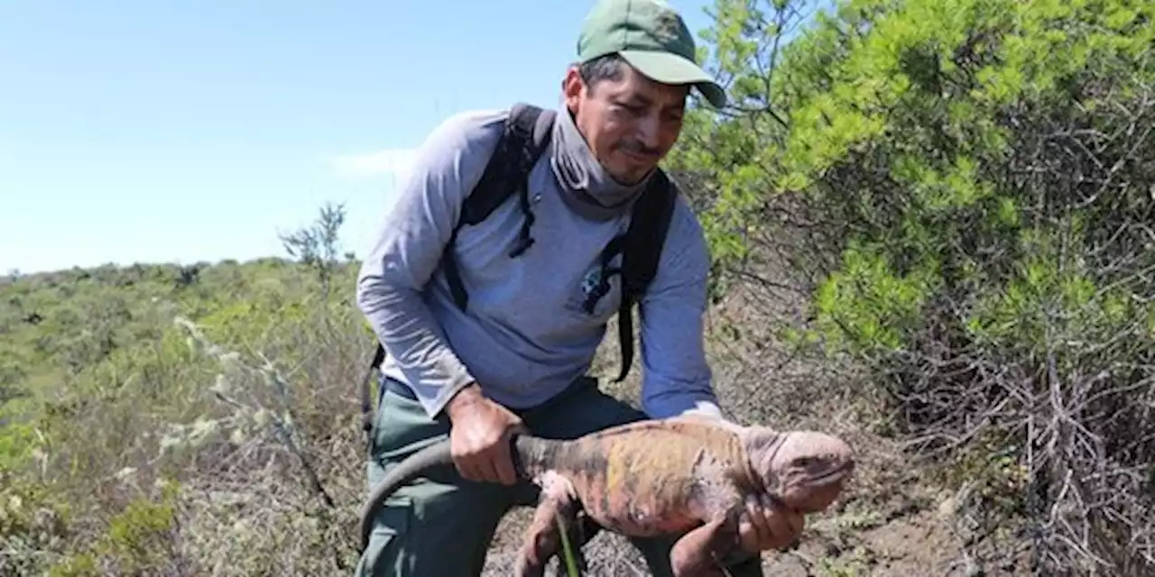 Ilmuwan Lega Temukan Bayi Pertama Iguana Pink yang Langka & Terancam Punah | merdeka.com