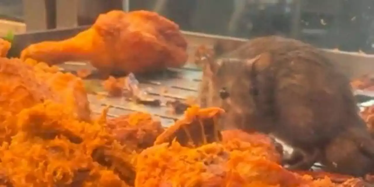 Restoran di Malaysia Ditutup Setelah Video Tikus Gigit Ayam Goreng Viral | merdeka.com