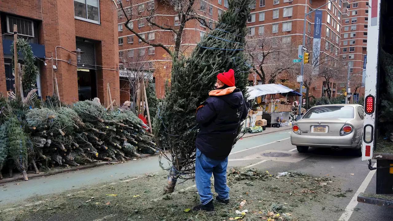 It's Time for Mulchfest: Here's Where NYC Will Recycle Those Dying Christmas Trees