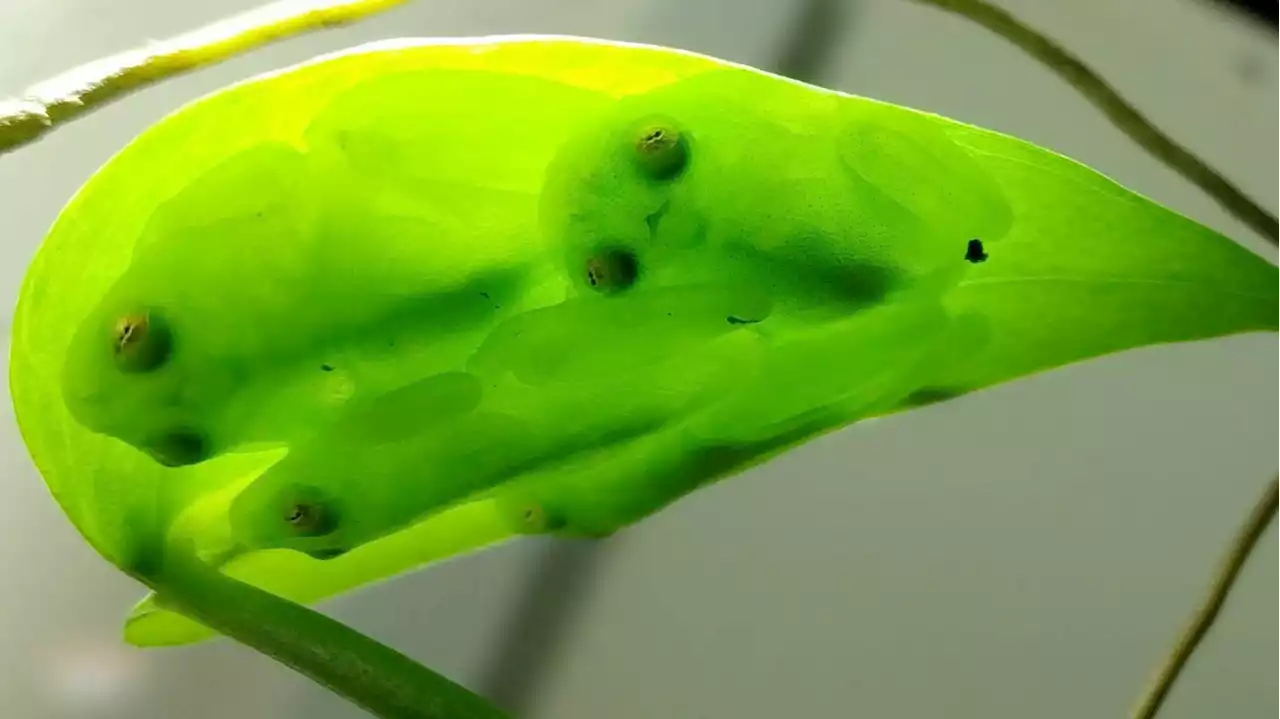 The astonishing vanishing act of the glassfrog, revealed