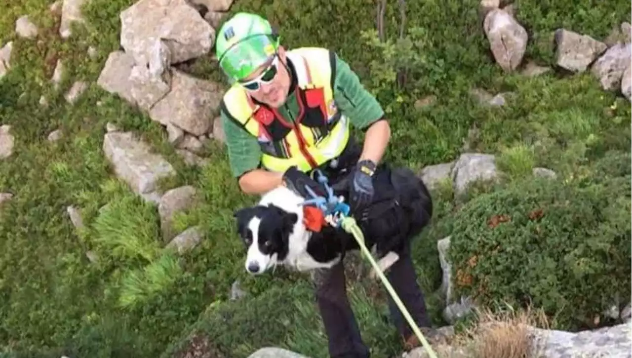 Salva con il drone la cagnolina finita in una scarpata. Storia a lieto fine il giorno di Natale