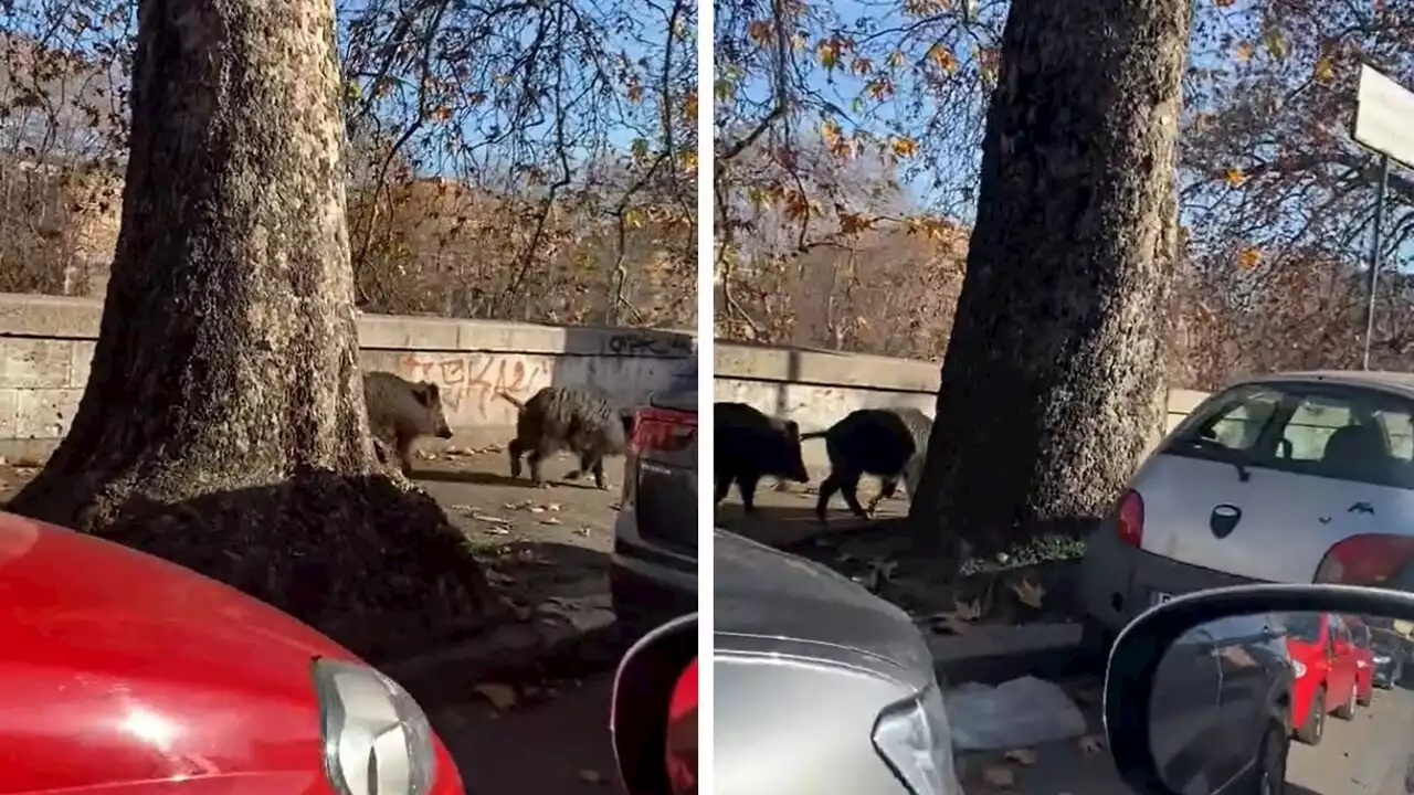 Passeggiata di Natale sul lungotevere per una coppia di cinghiali