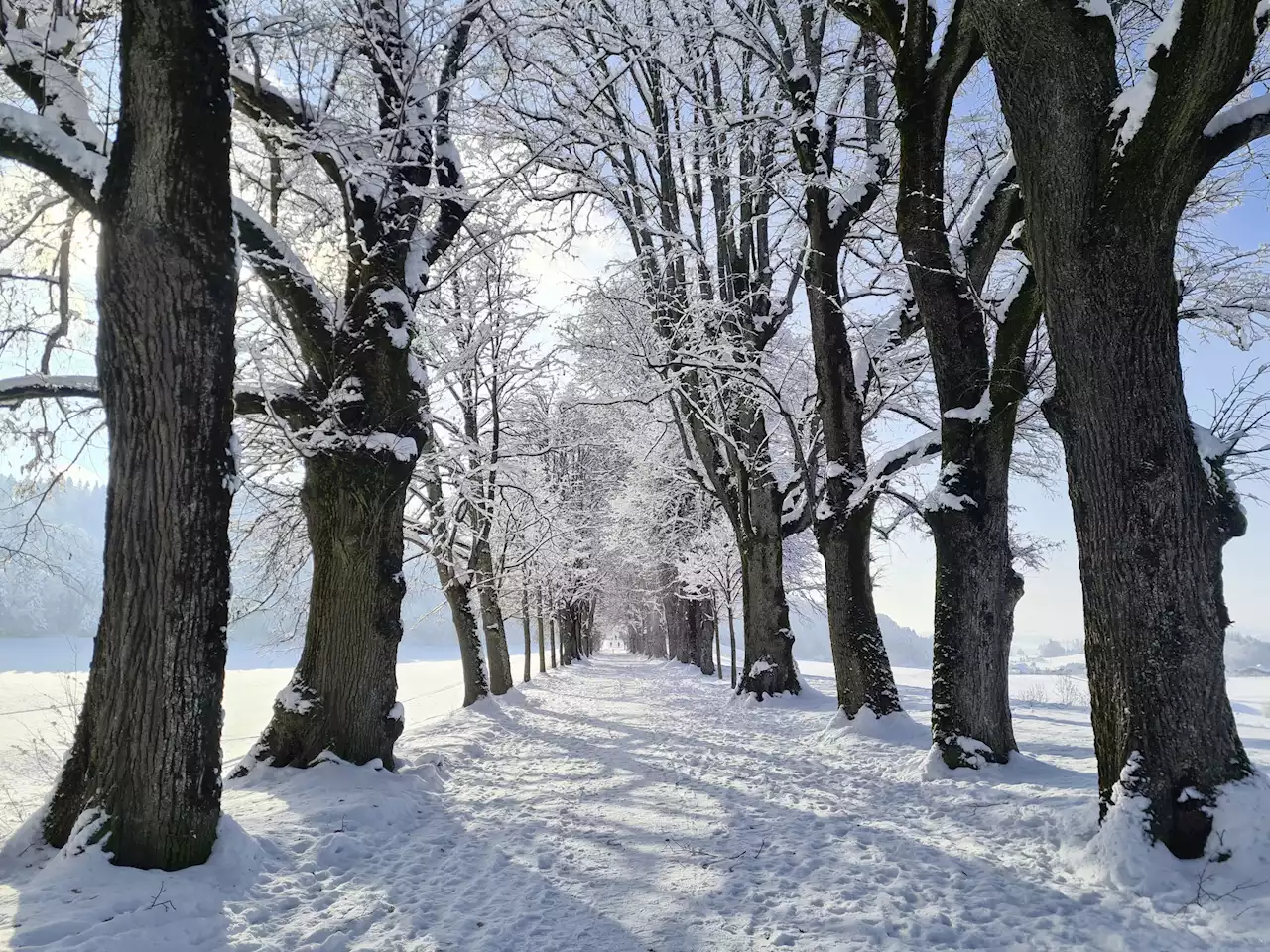 Der Winterzauber aus Schlosswil gewinnt - Schweizer Bauer