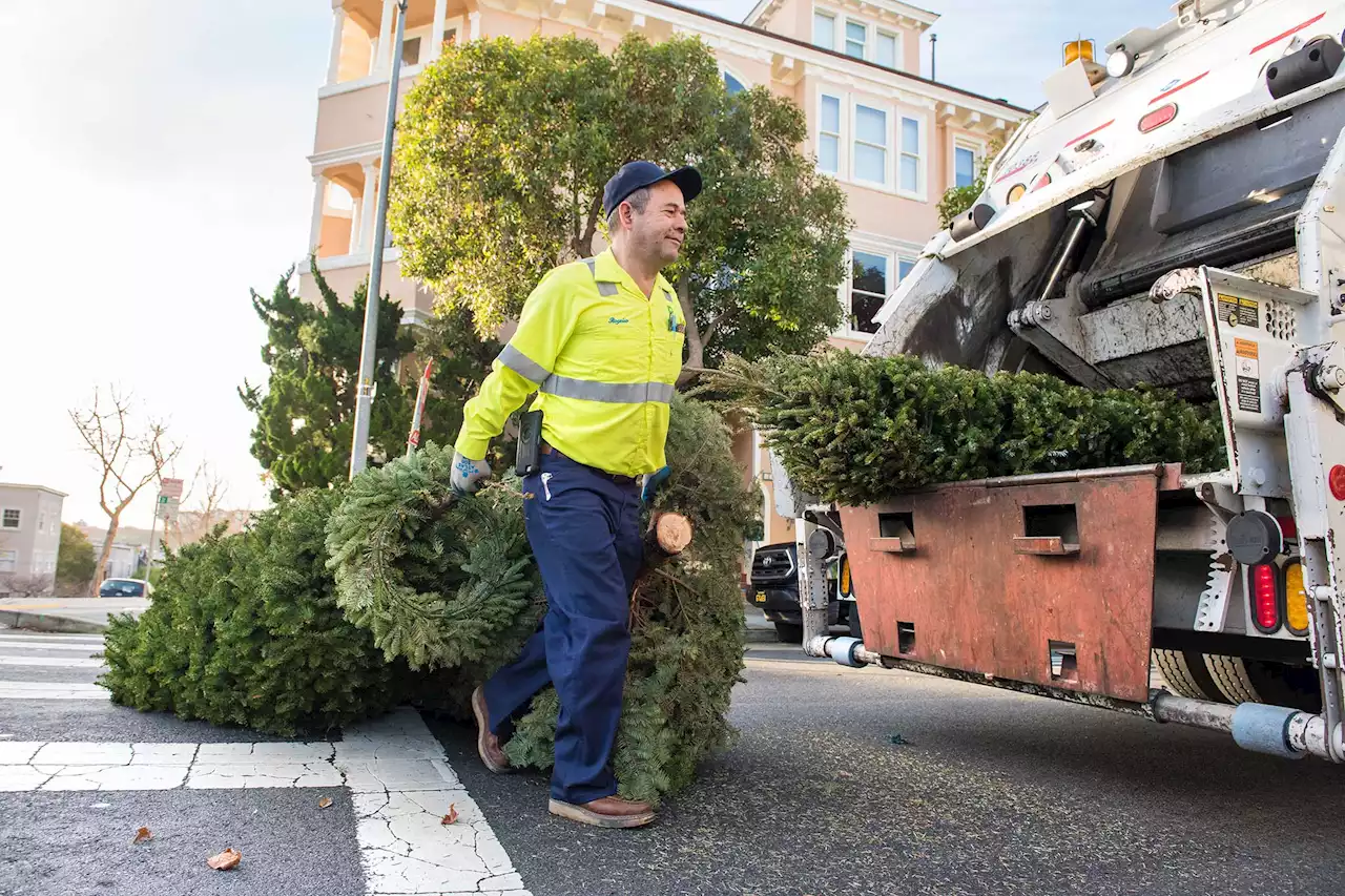 Here's what happens to SF's 500 tons of Christmas trees