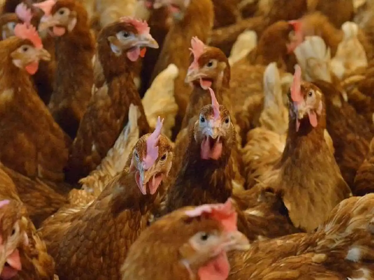 Council urges businesses to be on the look out for signs of bird flu after new outbreak