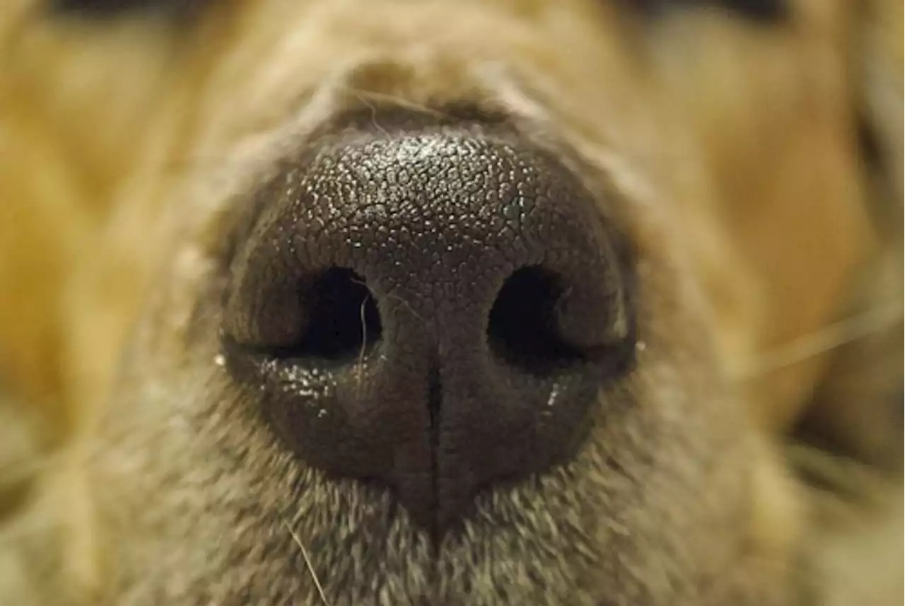 Are Video Game Controllers Made from Dogs' Noses?