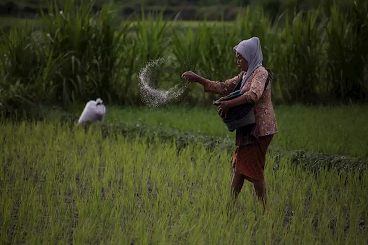 Jatah Pupuk Bersubsidi untuk Sragen 2023: Urea Naik, tapi NPK Anjlok