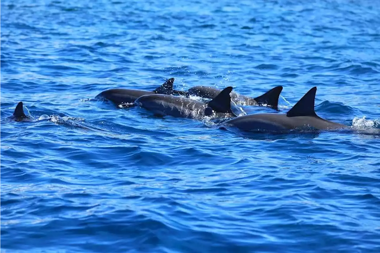 NUS scientist on a mission to uncover the language of dolphins