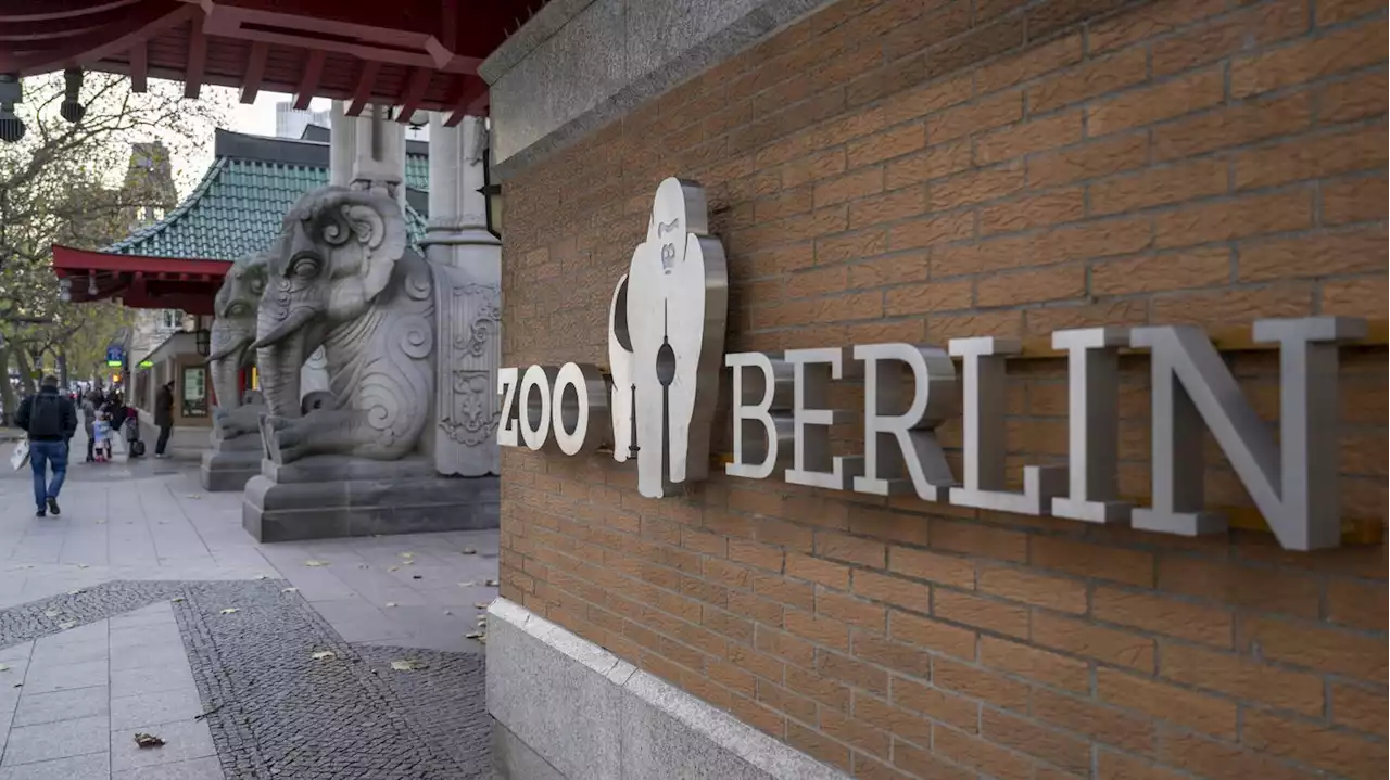 Einnahmeausfälle wegen Schließung: Berliner Zoo und Tierpark freuen sich wieder über mehr Besucher