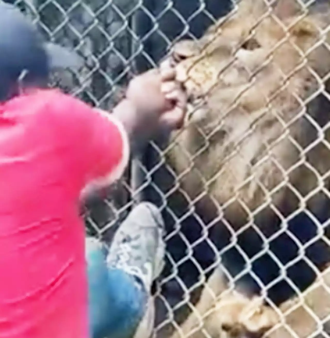 Lion bites off finger of staff member at Jamaica Zoo