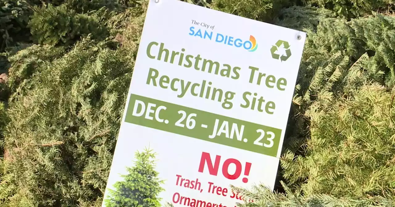 San Diego Christmas tree recycling begins