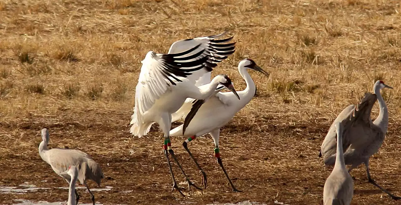 Arctic blast may bring more cranes to Alabama