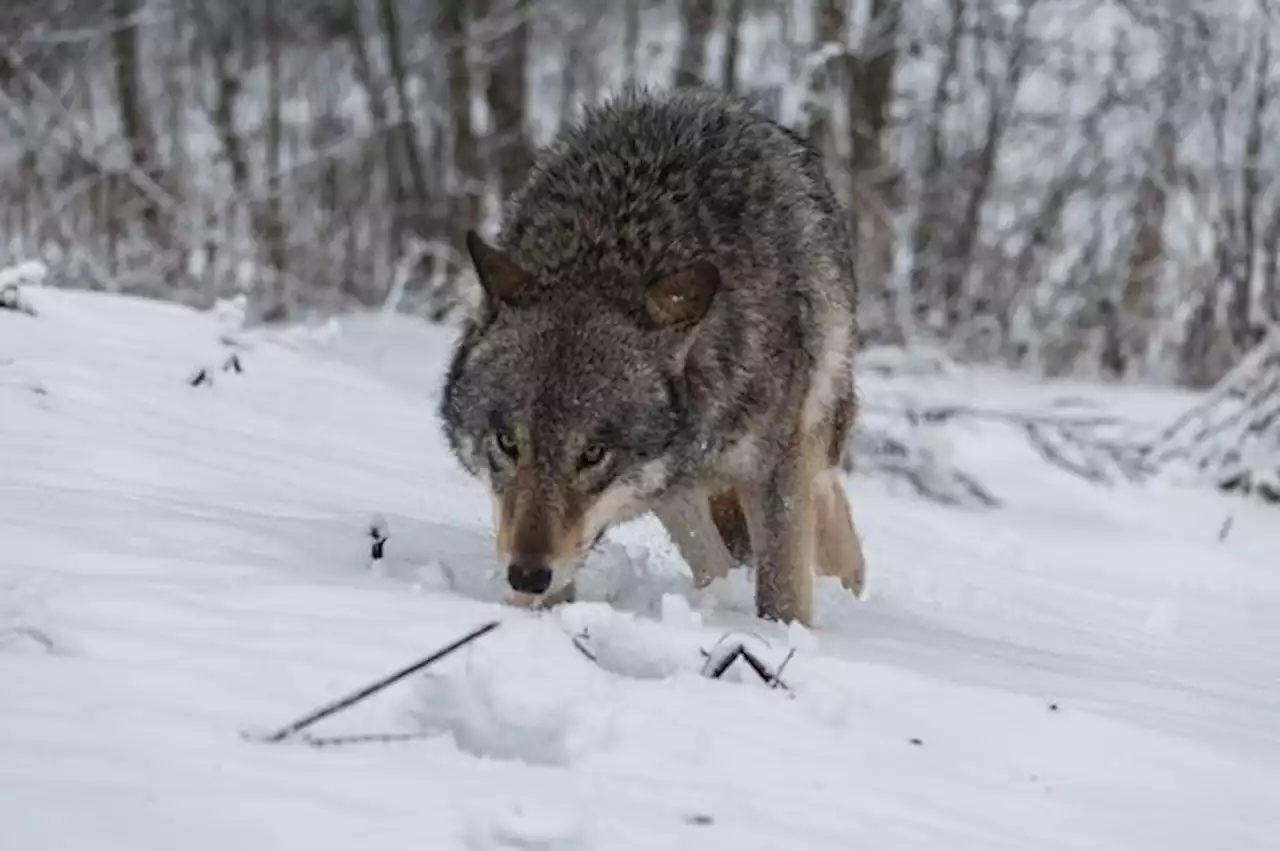 Wolf bei Schwarzenburg im Kanton Bern darf geschossen werden - bauernzeitung.ch