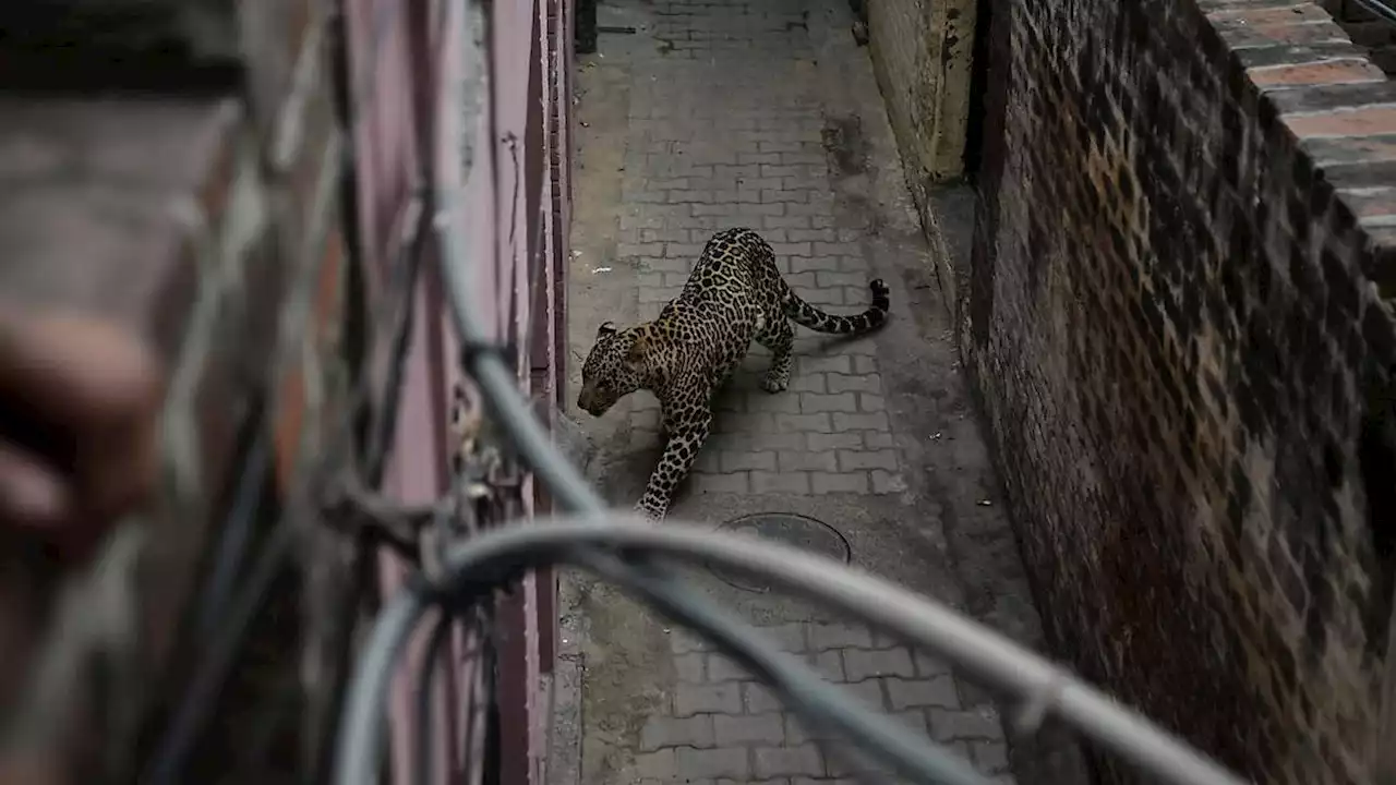 Leopard verletzt 15 Menschen in indischer Stadt