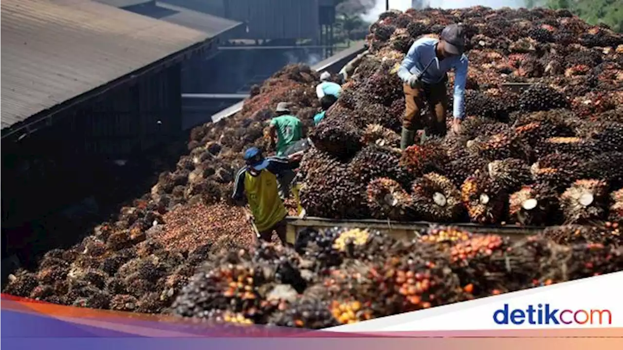 Gandeng Jepang, Holding Perkebunan Bikin Pabrik Bahan Bakar dari Limbah Sawit