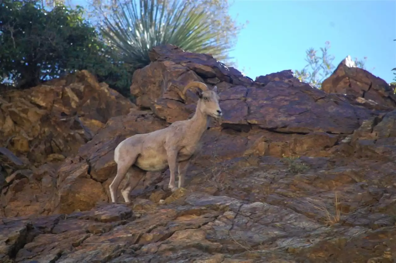 Band of bighorn sheep could stop Caltrans from reopening part of Highway 39