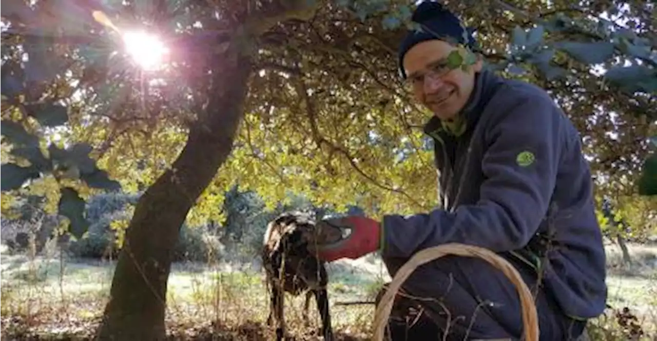 Le Diamant noir de Vaucluse : la marque pour des truffes locales