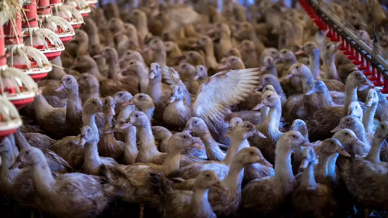 Canards, poulets, dindes... L’Europe va-t-elle vacciner toutes ses volailles contre la grippe aviaire ?