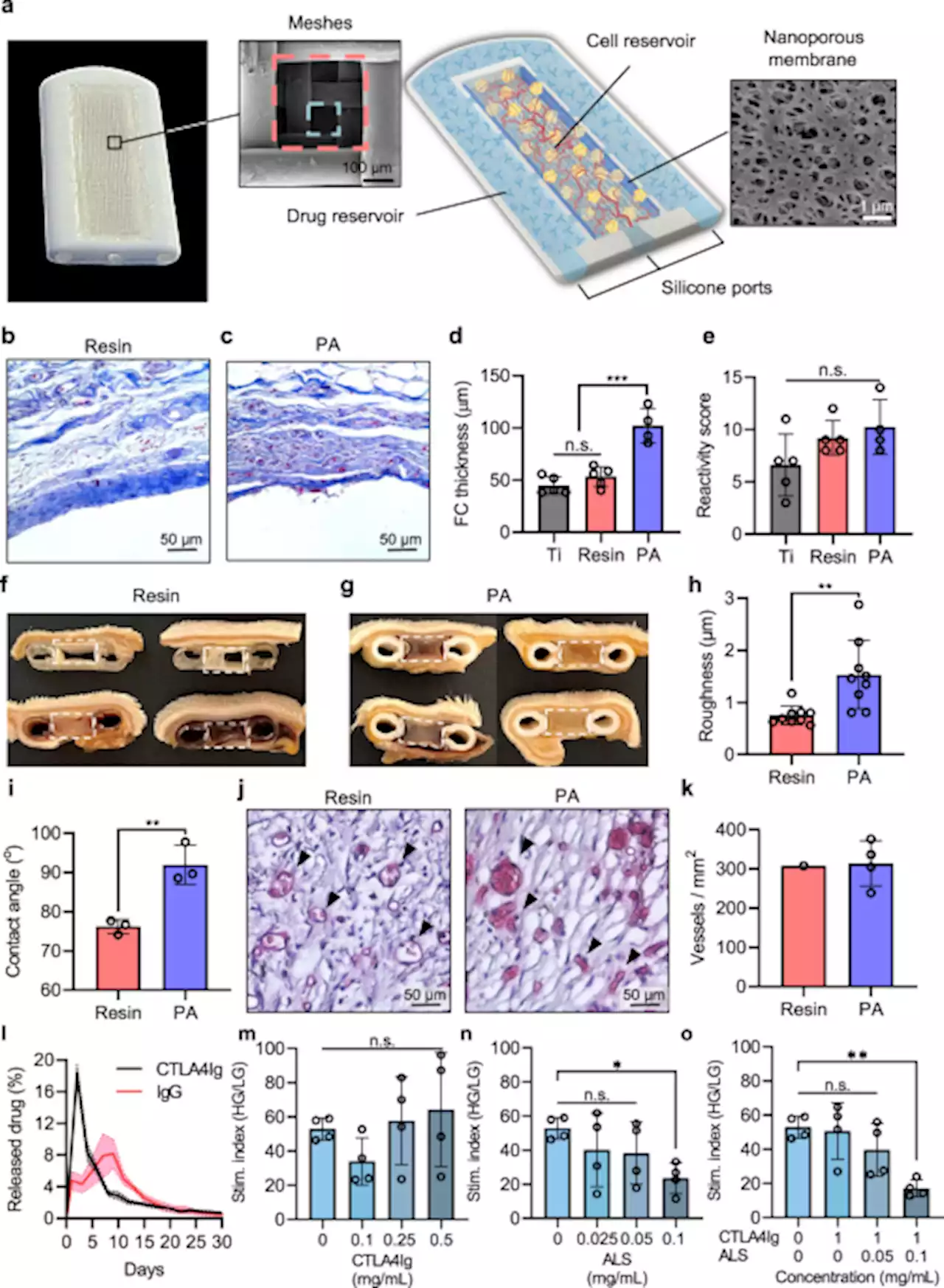 Implantable niche with local immunosuppression for islet allotransplantation achieves type 1 diabetes reversal in rats - Nature Communications