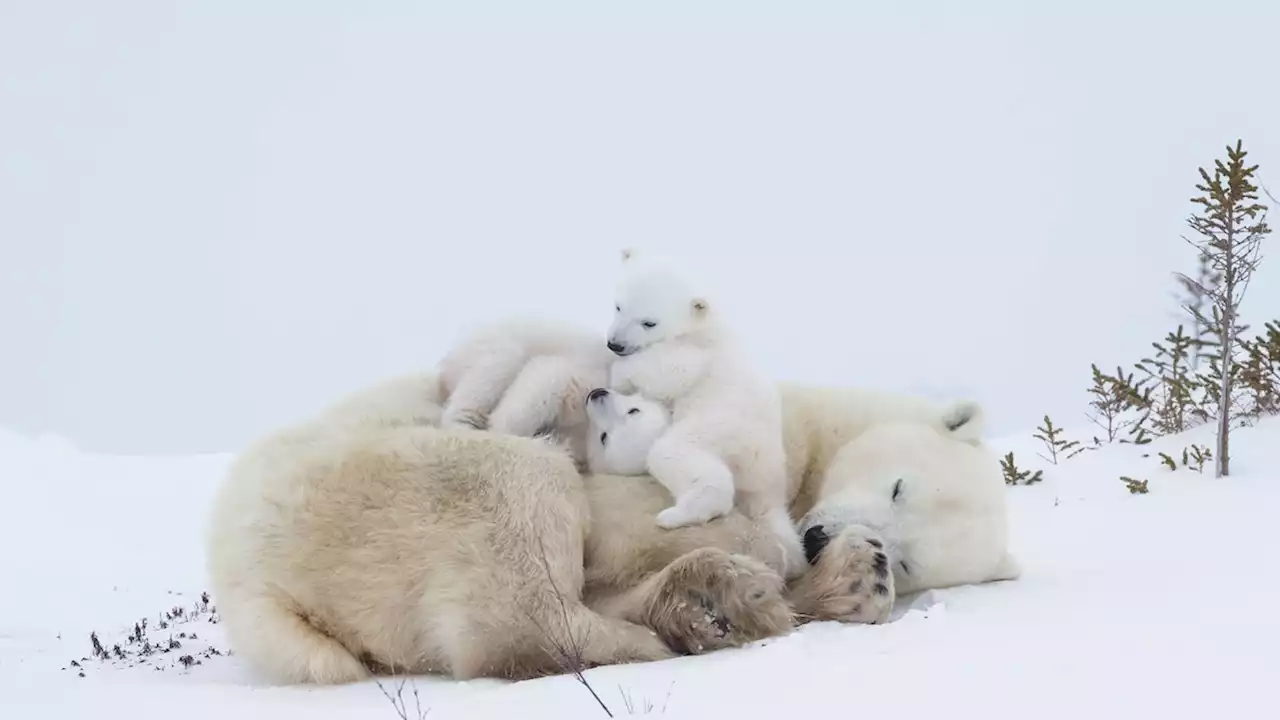 Welcome to the polar bear capital of the world: ‘It’s kind of epic’