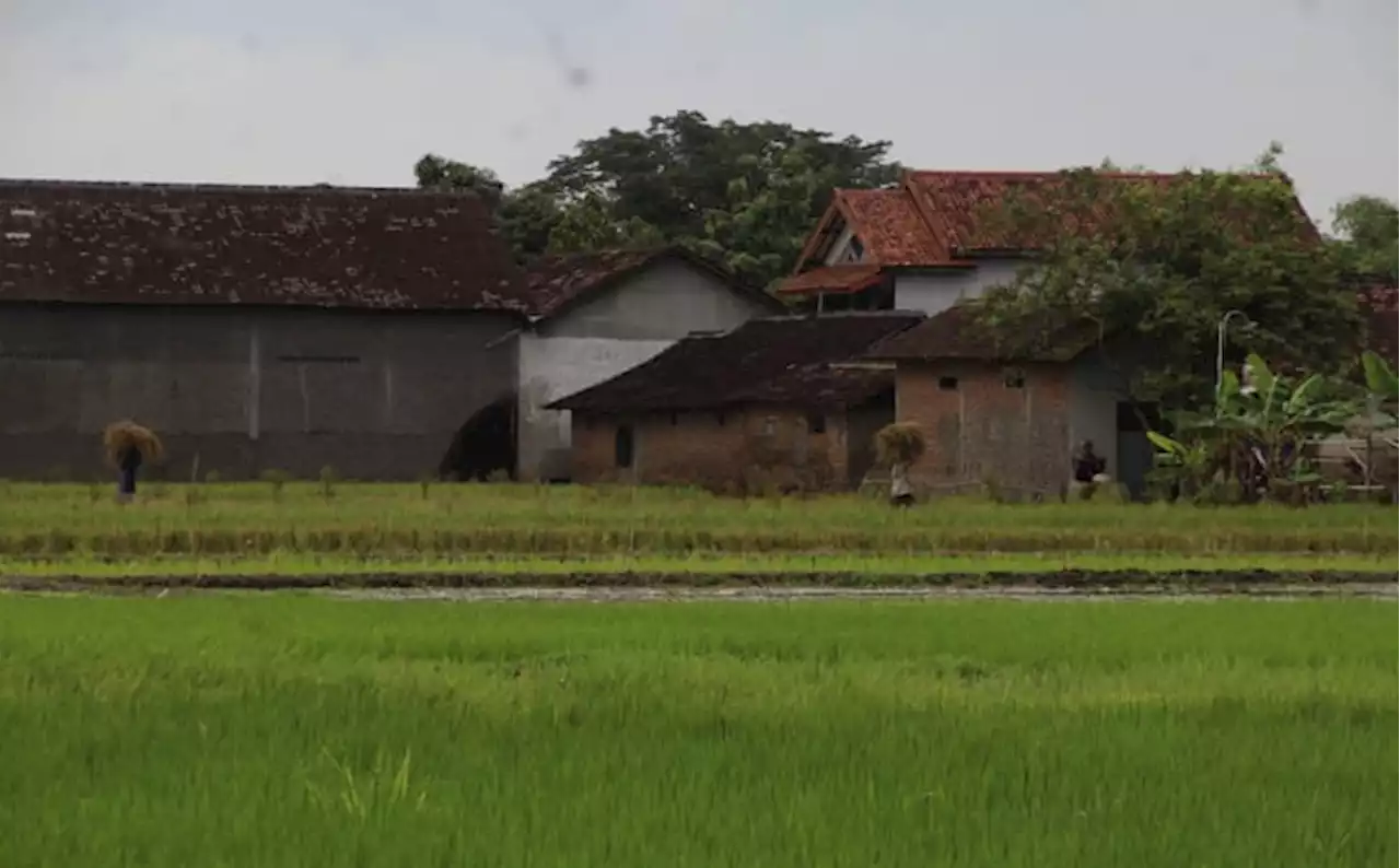 Banyak Sawah Terdampak, Bupati Klaten Tak Setuju Rencana Tol Lingkar Luar Solo