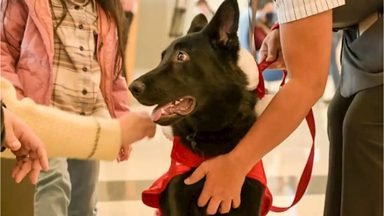 Pilot Adopts Dog Abandoned at San Francisco Airport