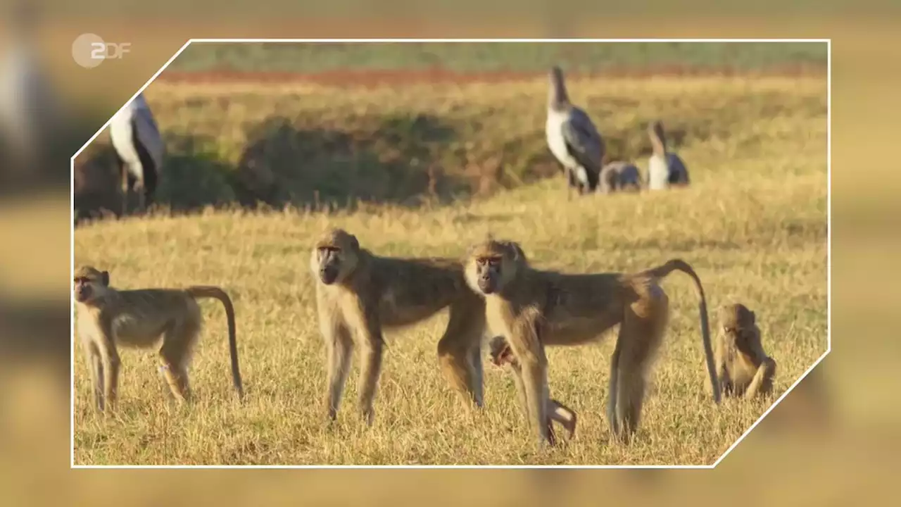 Olimba, Königin der Leoparden