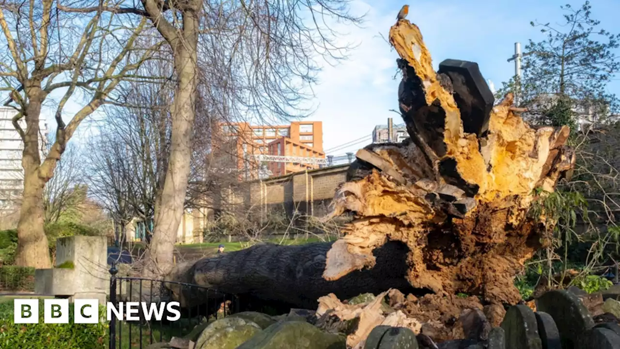 Thomas Hardy: Gravestone-encircled tree falls in Camden