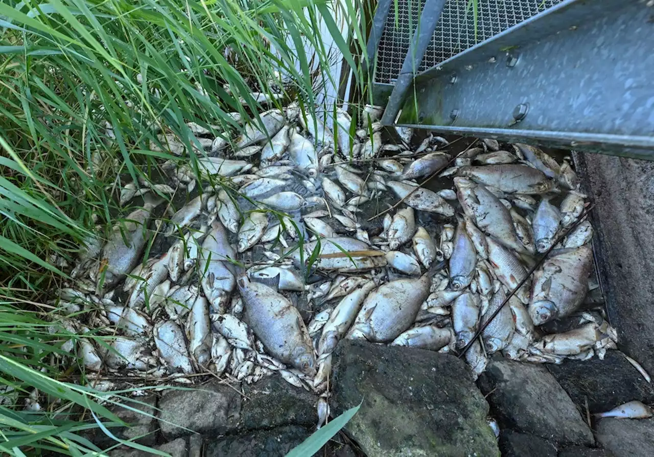 Nabu: Fischsterben in der Oder ist „Dinosaurier des Jahres“