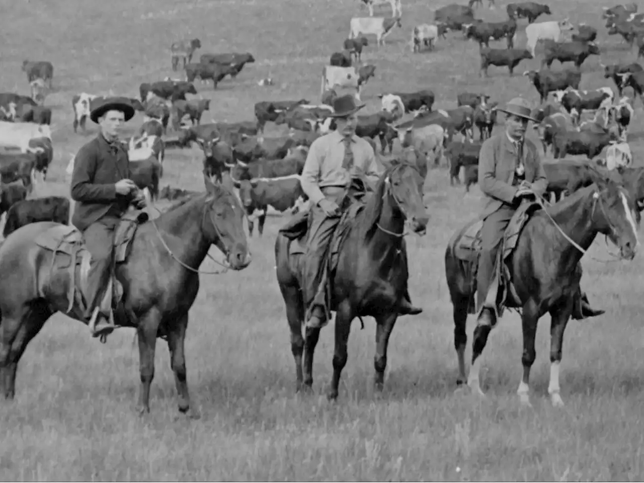 National Film Board digitizes 1970s film on Alberta cattle drive