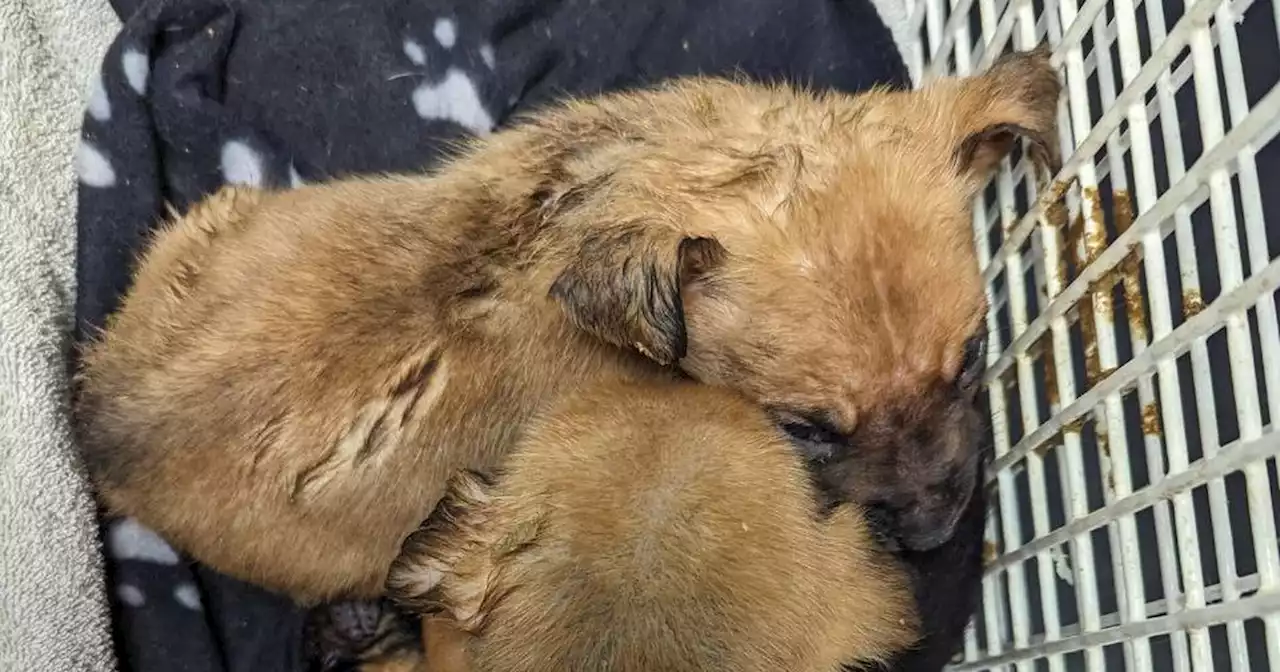 Tiny puppies seized during Xmas Day raid by Scots charity as 24 dogs rescued