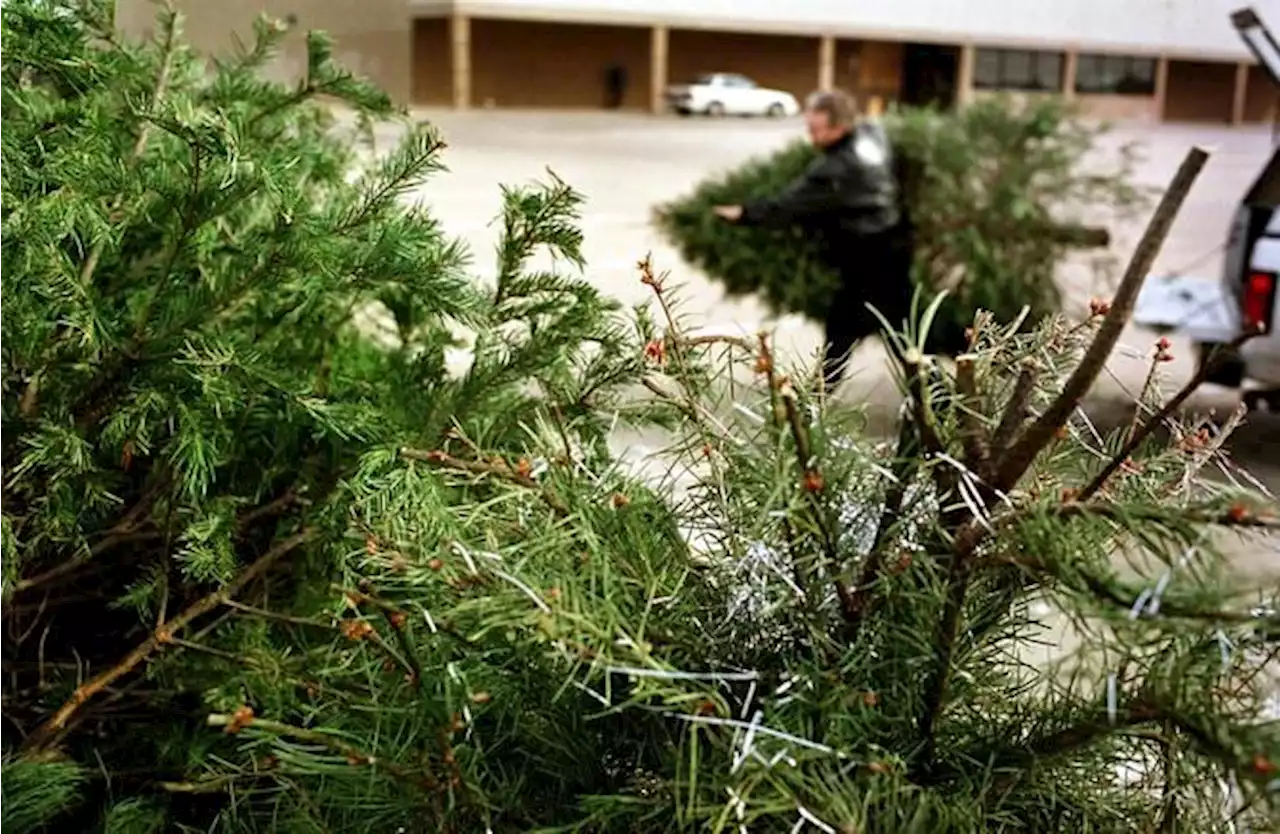 Frisco to provide Christmas tree recycling