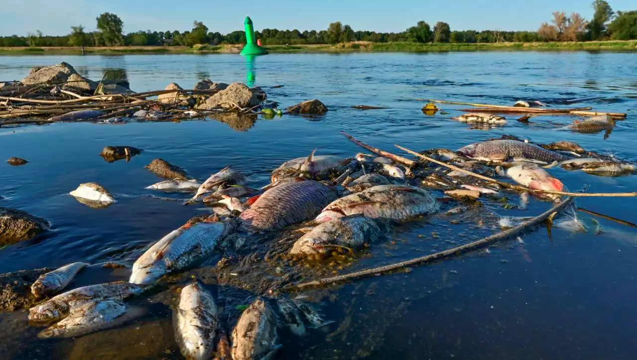 Für das massive Fischsterben: Nabu: Umweltschützer verleihen der Oder einen Negativpreis