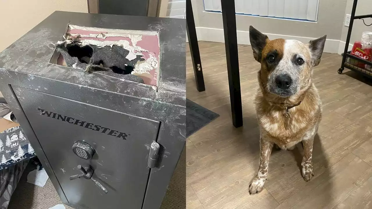 Phoenix firefighters' home in Glendale burglarized; dog found safe 2 days later