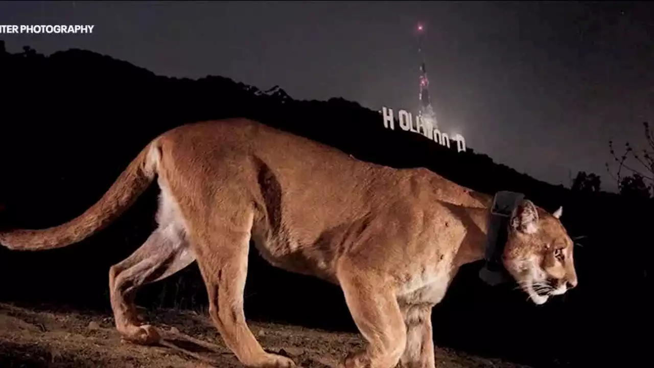 Remembering P-22: Memorial planned for LA's celebrity mountain lion at Greek Theatre