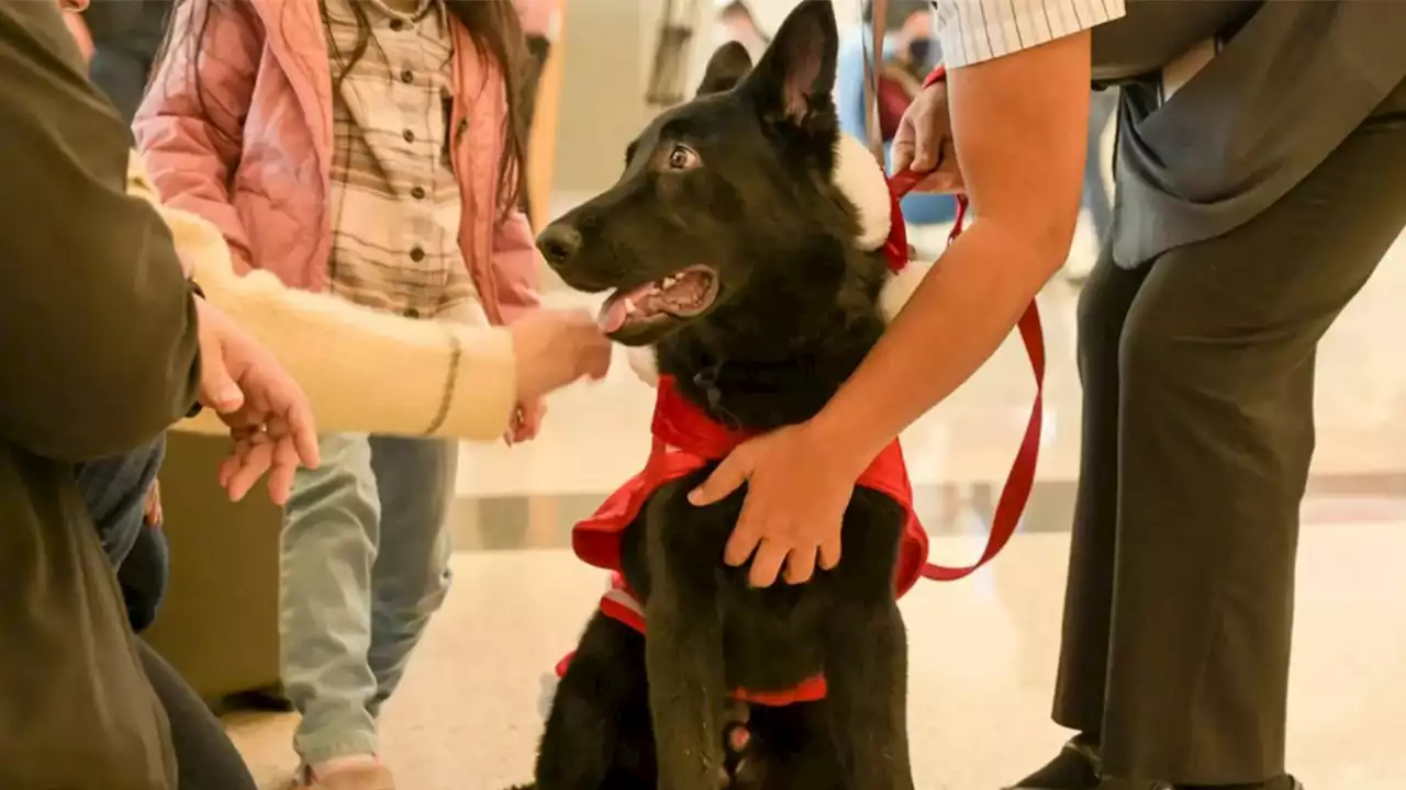 Pilot adopts puppy abandoned by owner at San Francisco airport after documentation issue