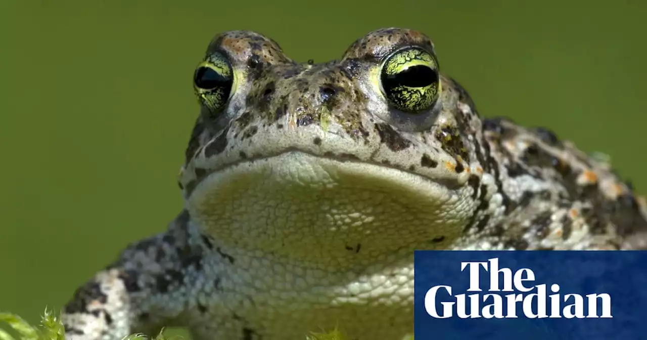 UK wildlife ‘devastated by litany of weather extremes’ in 2022