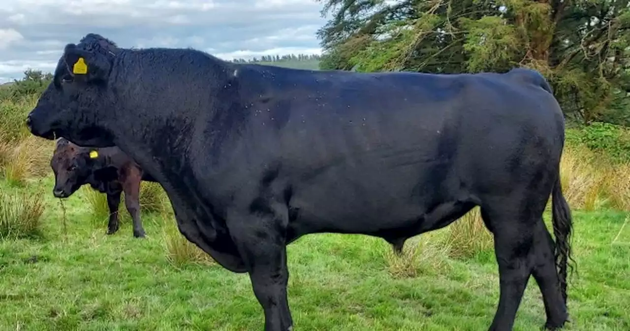 Gardaí hunt for cattle rustlers who stole animals worth €15,000 from farm on Christmas Eve