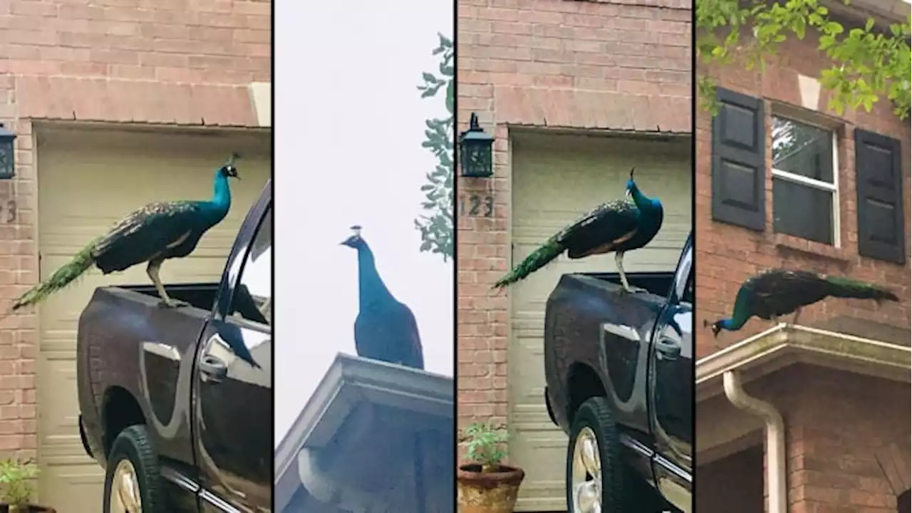 Did you know there are wild peacocks roaming San Antonio?