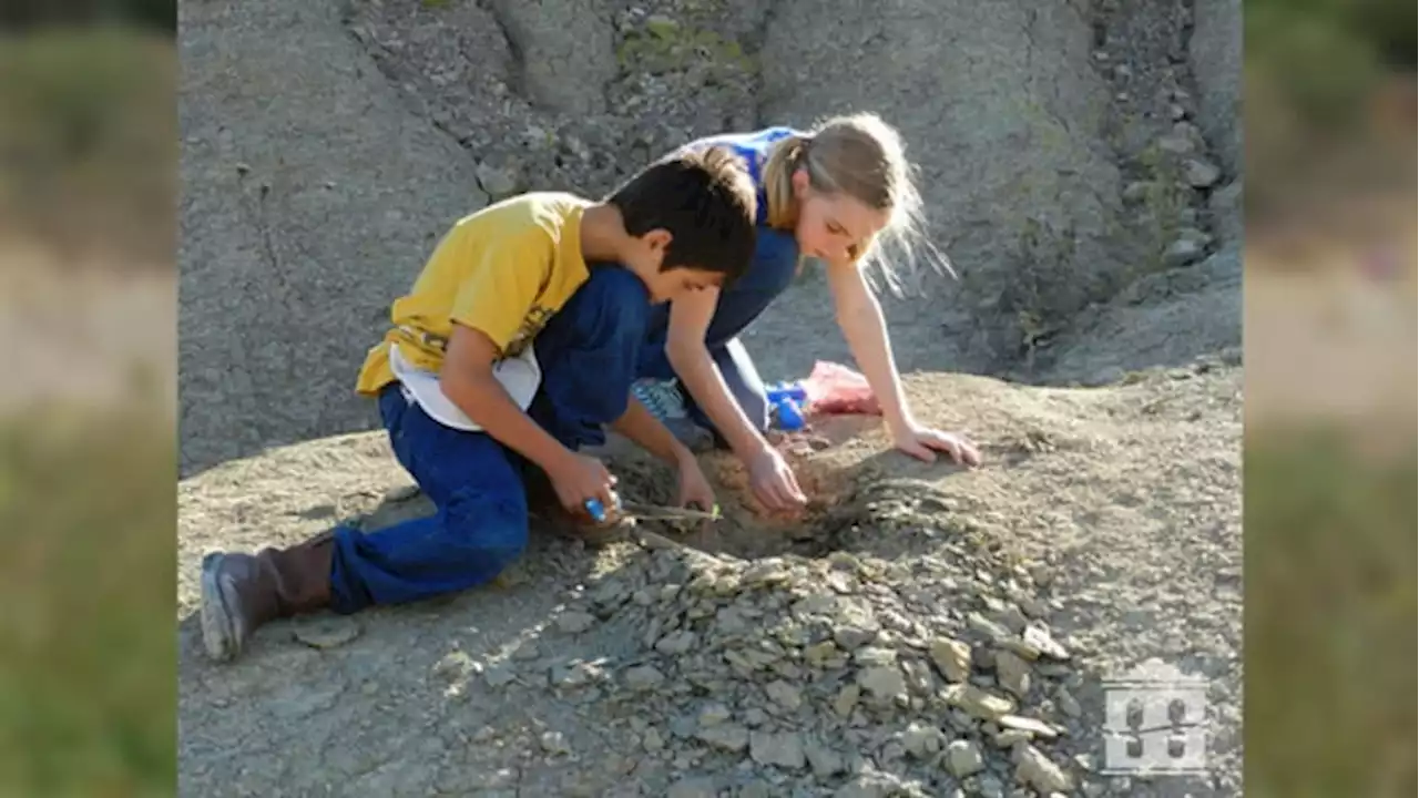 Dig for 300-million-year-old fossils in this Texas park, keep what you find