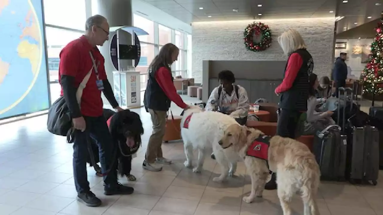 Therapy dog teams turn travel stress into smiles at Salt Lake City International Airport