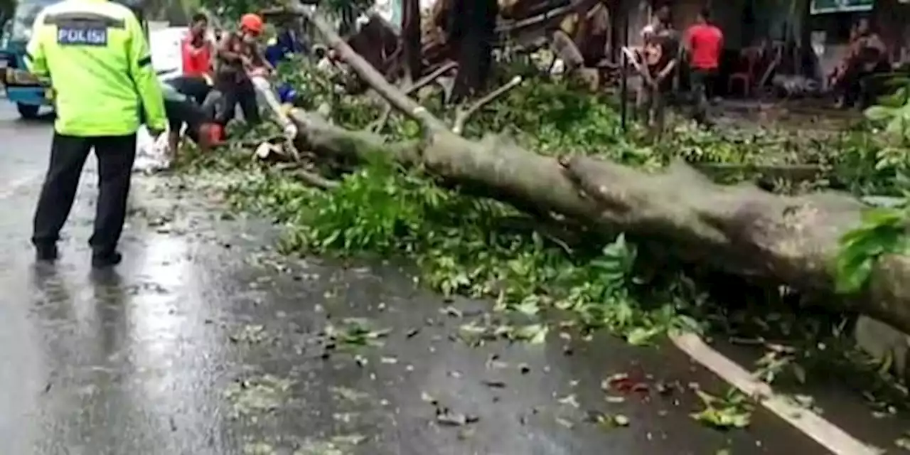 Hujan Deras, Pohon Tumbang di Lenteng Agung Menimpa Mobil dan Motor | merdeka.com