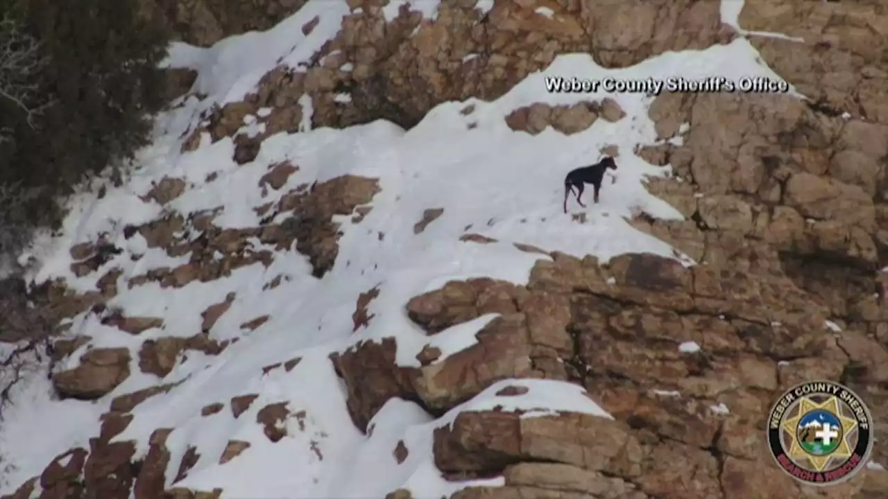 See Dog Rescued After Spending Christmas Eve Lost Near Frozen Utah Waterfall